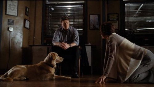 Каждому кобелю по паре