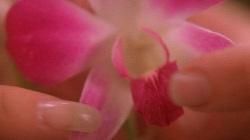 Проклятие Орхидеи